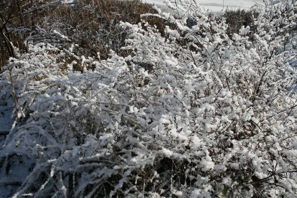 雪の中の草 — ストック写真