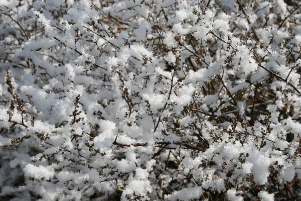 Trawa w śniegu — Zdjęcie stockowe