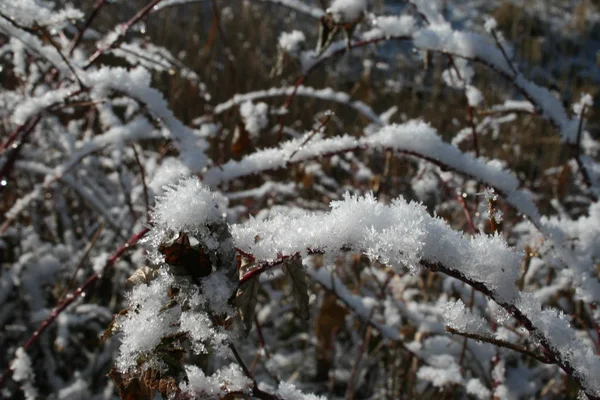 Gräs i snön — Stockfoto