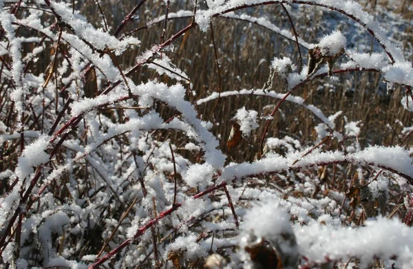 雪地里的草 — 图库照片