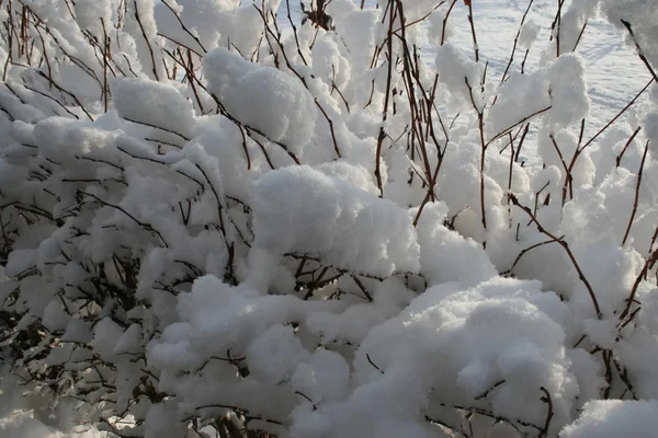 雪の中の草 — ストック写真