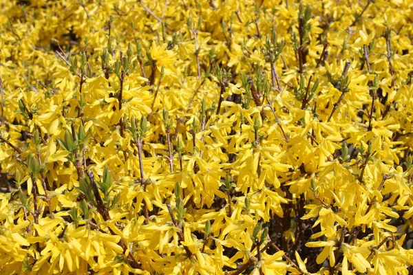 Flowering yellow bushes — Stock Photo, Image
