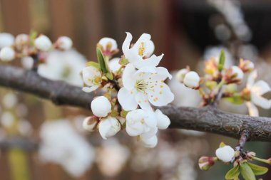 Çiçek açan güzel ağaç