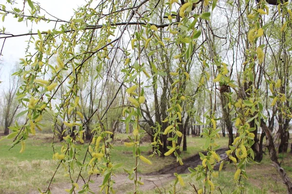 Плачуча верба в лісі — стокове фото