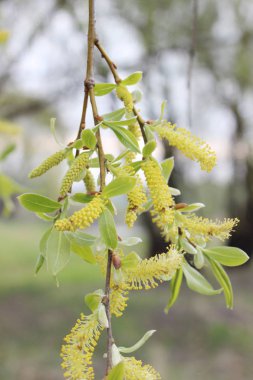 ormanda ağlayan söğüt