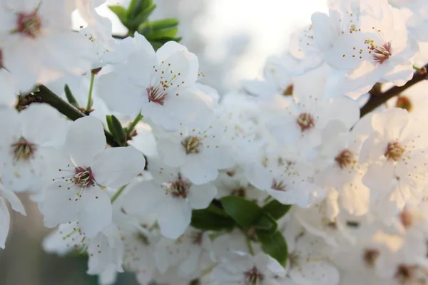 Blommande cherry orchard — Stockfoto