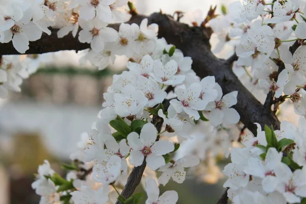 Blommande cherry orchard — Stockfoto