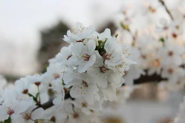 盛开的樱花园 — 图库照片