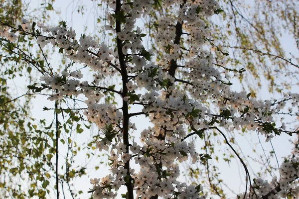 Huerto de cerezos en flor — Foto de Stock