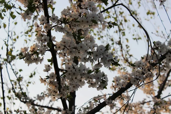 Blommande cherry orchard — Stockfoto