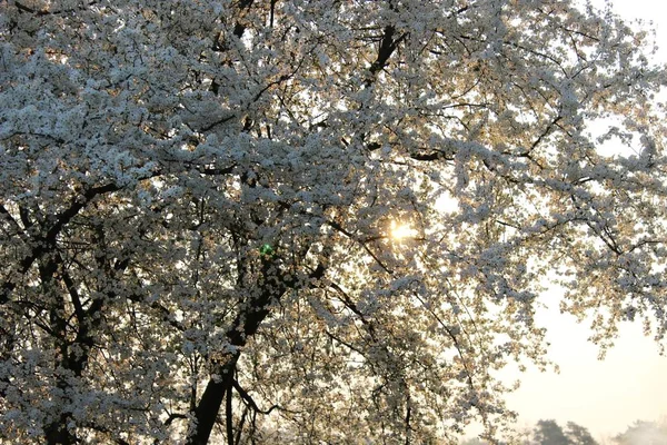 盛开的樱花园 — 图库照片
