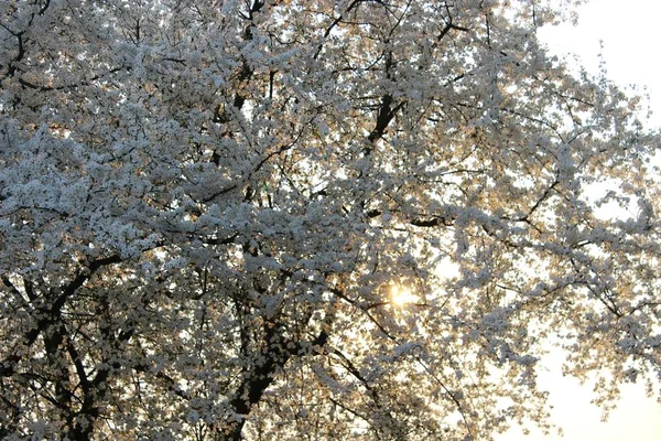 Pomar de cereja florescente — Fotografia de Stock