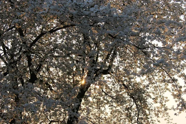 Pomar de cereja florescente — Fotografia de Stock