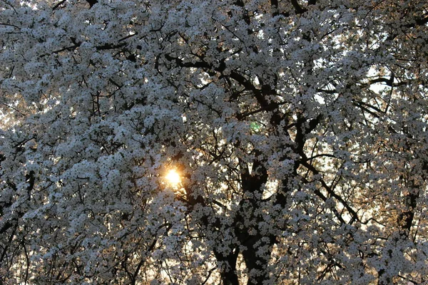 Blooming Cherry Orchard — Stock Photo, Image