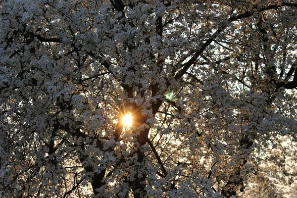 Цветущий вишневый сад — стоковое фото