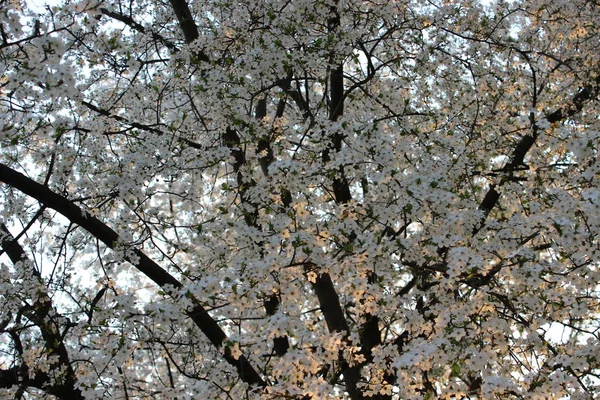 Blommande cherry orchard — Stockfoto