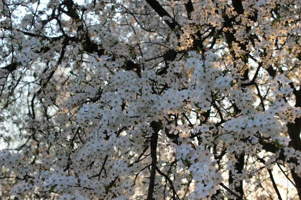 桜咲く果樹園 — ストック写真