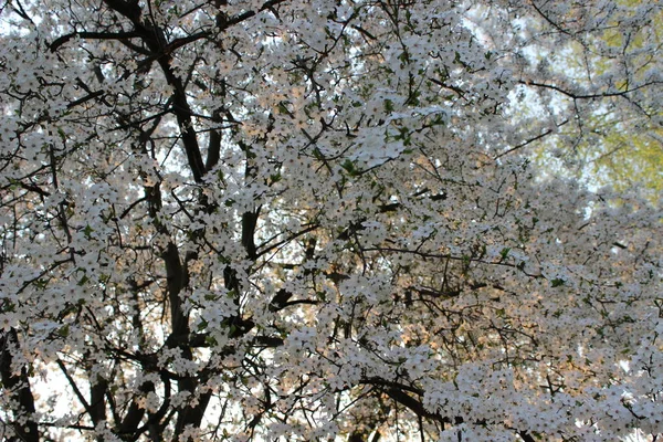 Blommande cherry orchard — Stockfoto