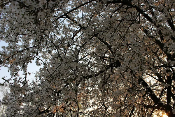 Pomar de cereja florescente — Fotografia de Stock