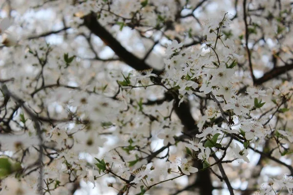 Blommande cherry orchard — Stockfoto