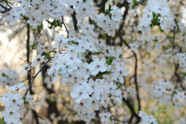 Blommande cherry orchard — Stockfoto