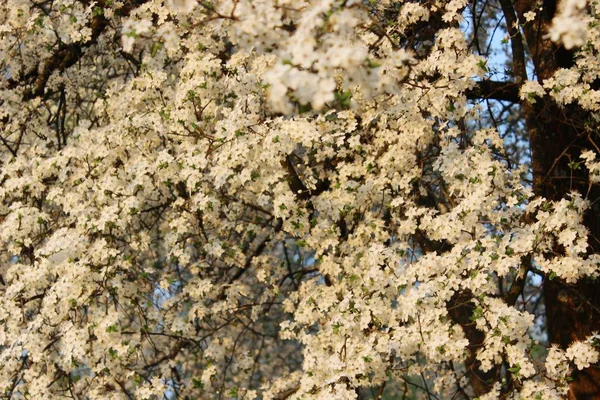 Pomar de cereja florescente — Fotografia de Stock
