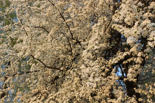 Blommande cherry orchard — Stockfoto