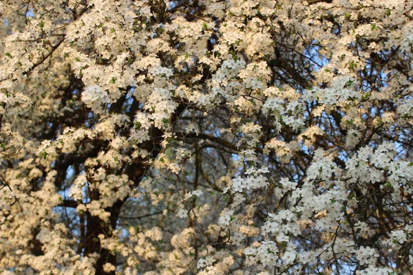 Pomar de cereja florescente — Fotografia de Stock