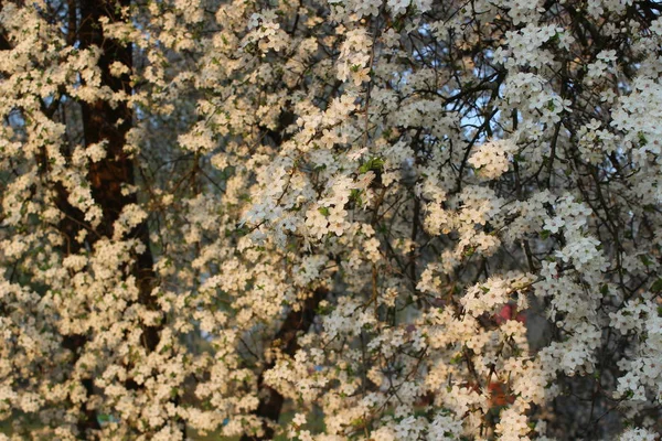 Pomar de cereja florescente — Fotografia de Stock