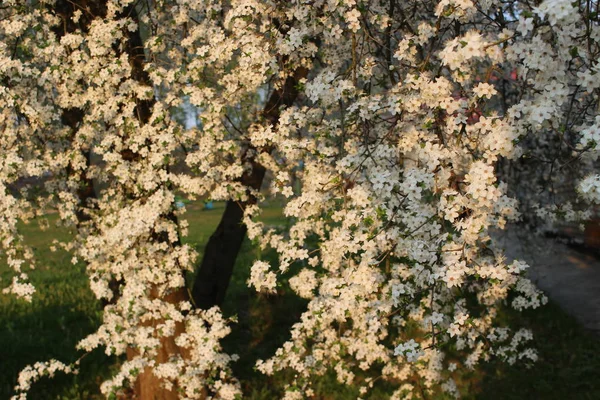 Pomar de cereja florescente — Fotografia de Stock