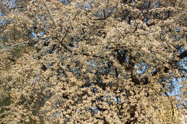 Blommande cherry orchard — Stockfoto