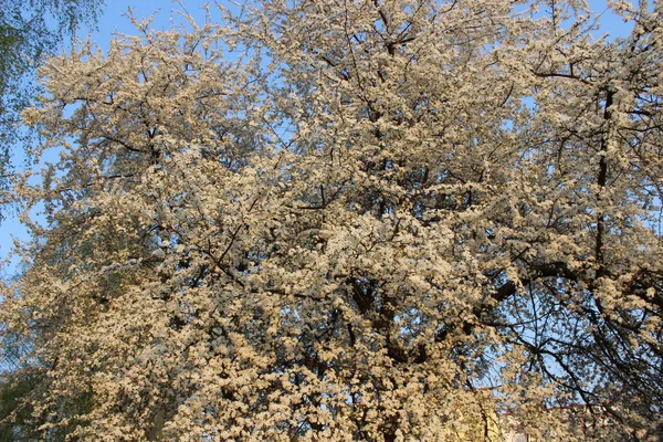 Bloeiende cherry orchard — Stockfoto