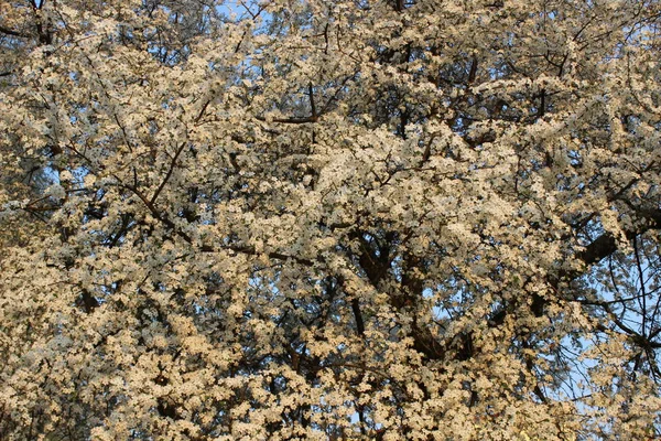 Цвітіння "Вишневий сад" — стокове фото
