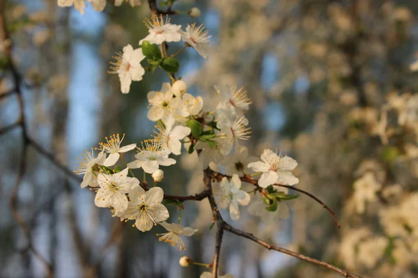 Blommande cherry orchard — Stockfoto