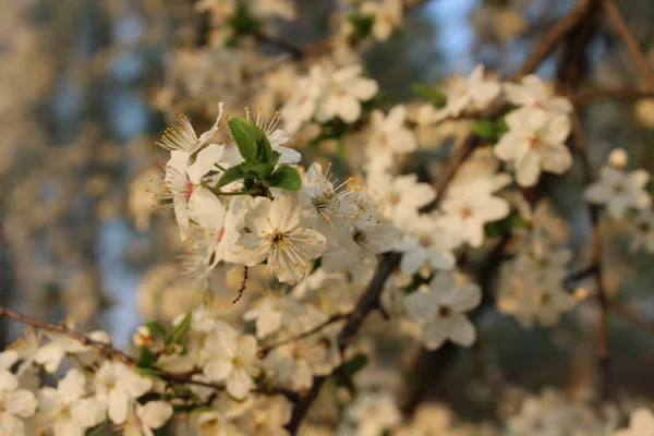 Blommande cherry orchard — Stockfoto