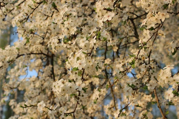 Pomar de cereja florescente — Fotografia de Stock