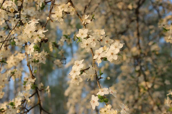 Verger de cerisiers en fleurs — Photo