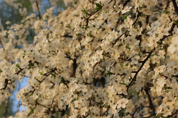 Huerto de cerezos en flor —  Fotos de Stock