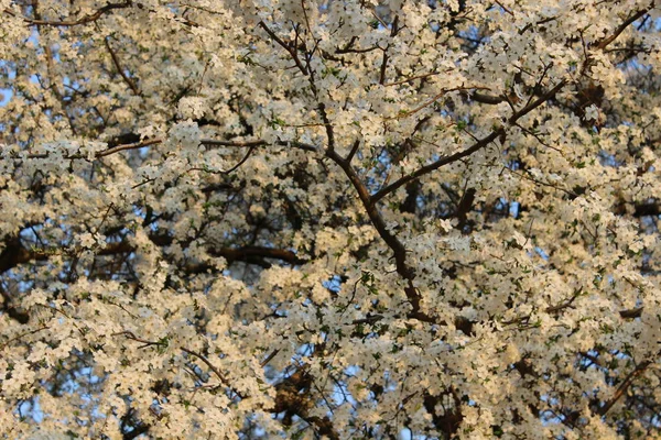 Pomar de cereja florescente — Fotografia de Stock