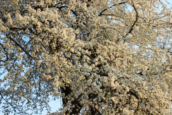 Pomar de cereja florescente — Fotografia de Stock