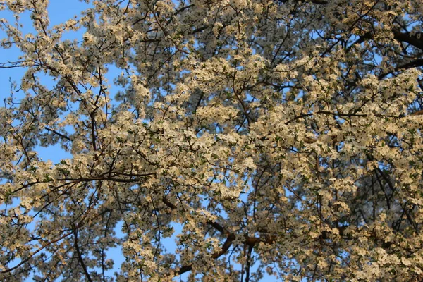 Blommande cherry orchard — Stockfoto