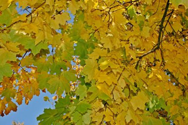 Güzel sonbahar ormanı