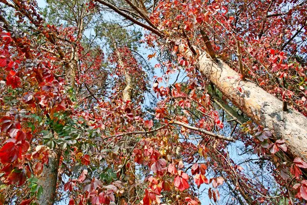 Schöner Herbstwald — Stockfoto