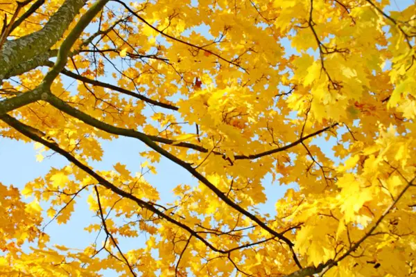 Schöner Herbstwald — Stockfoto