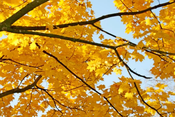 Schöner Herbstwald — Stockfoto