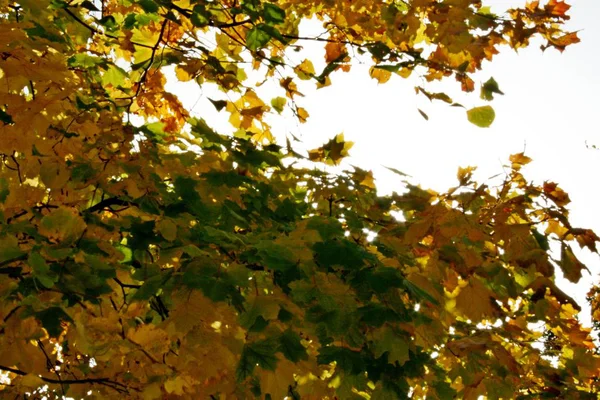 Schöner Herbstwald — Stockfoto