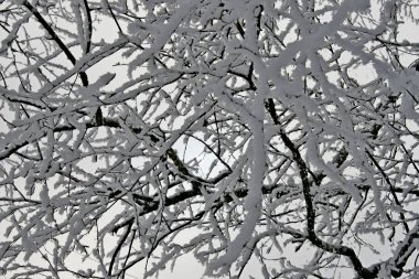 Kışın kar ağaçlar üzerinde