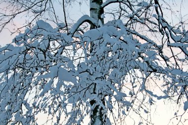 Kışın kar ağaçlar üzerinde