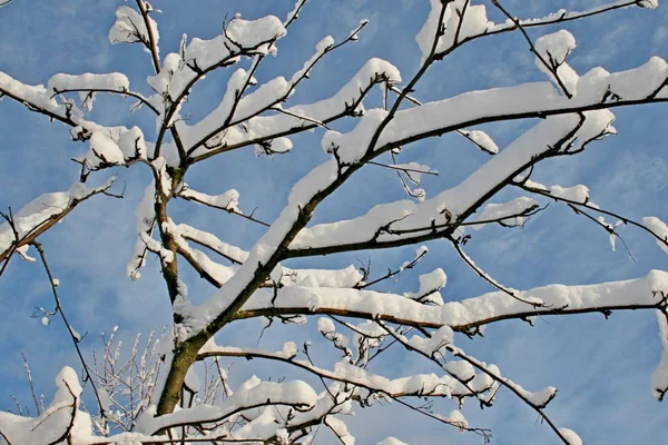 Nieve en los árboles en invierno — Foto de Stock