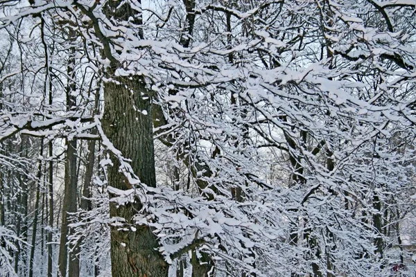 Nieve en los árboles en invierno — Foto de Stock